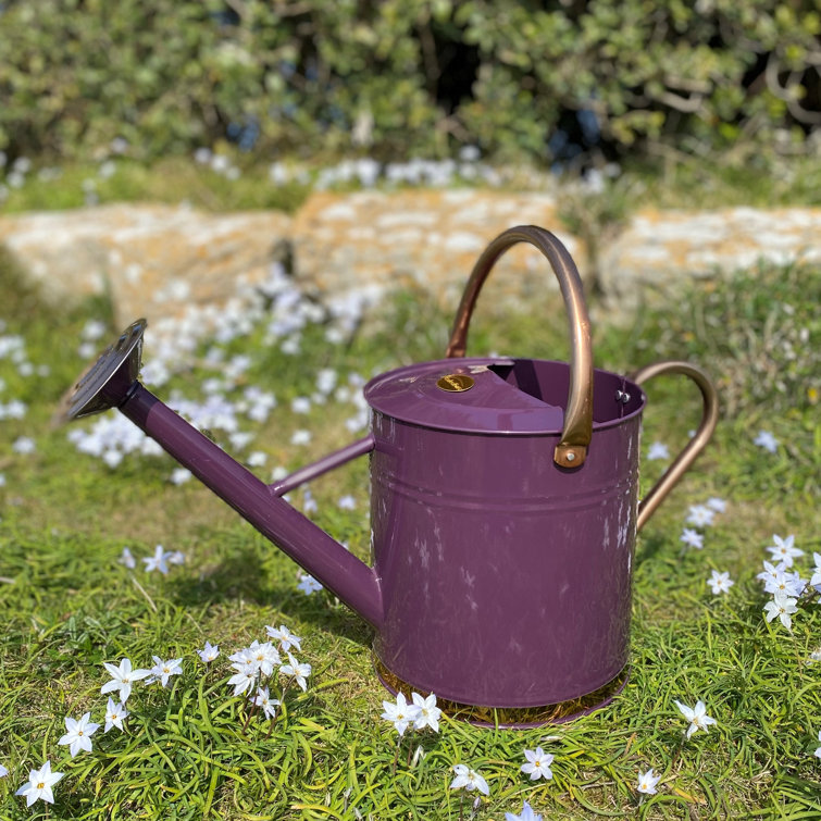 Selections 9 Litre Watering Can Wayfair.co.uk